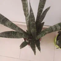 انواع گل با قیمت مناسب|گل و گیاه طبیعی|هشتگرد, فاز ۲ مهستان|دیوار