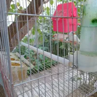 یک جفت فنچ