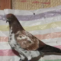 کبوتر پرشی  زیر ۱۰ ساعت|پرنده|رامسر, |دیوار