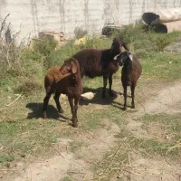 بره  نر و ماده|حیوانات مزرعه|گرگان, |دیوار