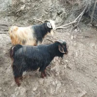 دونیری جوان ودرجه یک