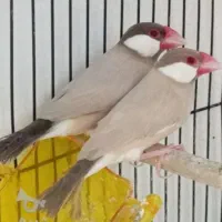 ۶عدد فنچ نرگسی فروشی