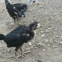 ساعت جوجه ای|ساعت|زابل, |دیوار