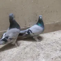 کفتر بهبونی|پرنده|شیراز, میرزاکوچک خان|دیوار