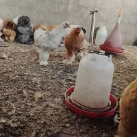 نیمچه جوجه برهما|حیوانات مزرعه|سقز, |دیوار