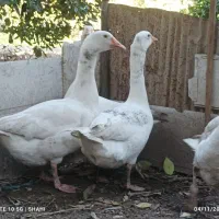 غاز محلی ارگانیک|حیوانات مزرعه|قائم‌شهر, |دیوار