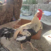 قفس بزرگ و کوچک برای حیوانات