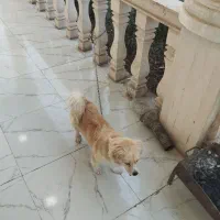 سگ اهلی شناسنامه دار واکسن زده|سگ|دزفول, |دیوار