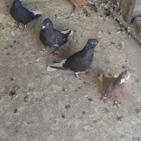 سلام ۵عدد دم سفید ستا نر دوماده به شرت دور