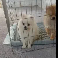 توله سگ88روزه پامر با اصالت و تضمین زیبا ترین رنگ|سگ|مشهد, اقبال|دیوار