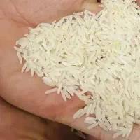 برنج فجر سوزنی درجه یک