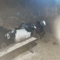 فروش گوسفند وبز ه قصر .در شهرقدس وکرج