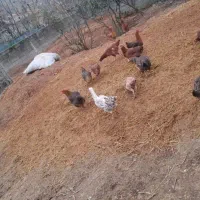 کود حیوانی پهن|گل و گیاه طبیعی|تالش, هشتپر|دیوار