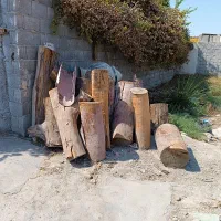 انواع چوب خشک