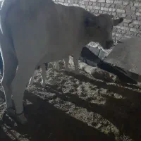 سلام گاو زایده با گو ساله نر (زه اول)