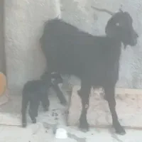 بز دوتا برای فروش|حیوانات مزرعه|برازجان, |دیوار