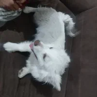 پا کوتاه|سگ|جیرفت, |دیوار