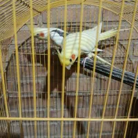 فروش عروس و مرغ عشق برزیلی