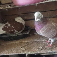 با سلام فروش یک جفت شازده