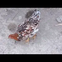 نیمچه مرغ و خروس محلی اصل|حیوانات مزرعه|گنبد کاووس, |دیوار