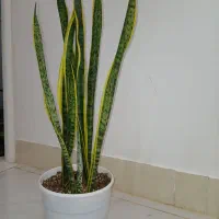 گل سانسوریا شمشیری بغل طلایی کمیاب|گل و گیاه طبیعی|خواف, |دیوار