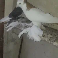 کبوتر|پرنده|تبریز, |دیوار