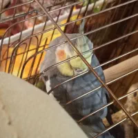 گم شدن عروس هلندی|پرنده|زاهدان, |دیوار