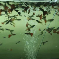 ماهی گوپی|ماهی|بابل, |دیوار