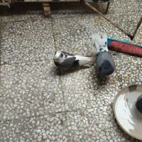 طوقی ماده شیخ ماده کا کل