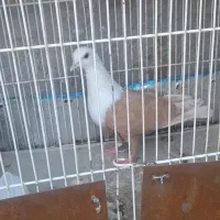 کفتر کلاغ زرد