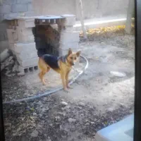 سگ ژرمن ماده|سگ|پاکدشت, پاکدشت (مامازند)|دیوار