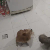 مادر و چهار توله سگ بفروش میرسد|سگ|هشتگرد, فاز ۷ مهستان|دیوار