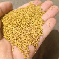 بذر یونجه رنجر آمریکایی در داراب با کیفیت