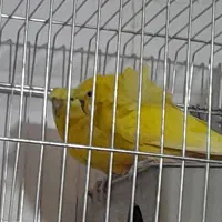 مرغ عشق|پرنده|داراب, |دیوار