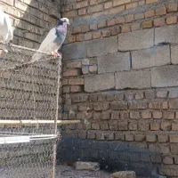 کفترتهرانی سفید|پرنده|شال, |دیوار