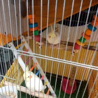 عروس هلندی|پرنده|پرند, فاز ۴|دیوار