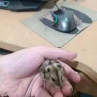 همستر مینیاتوری