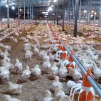 استخدام کارگر مرغداری