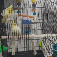 2 جفت عروس هلندی لوتیونو همراه جوجه|پرنده|طرقبه, |دیوار