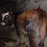 گوساله ماده پر گوشت