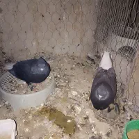 جفت زاغ دمسفید کاکل