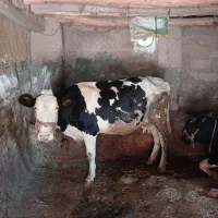 گاو گوساله|حیوانات مزرعه|موچش, |دیوار