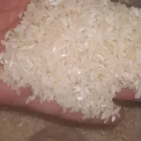 برنج کامفیروزی