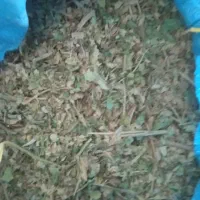 موسیر   کرفس کوهی