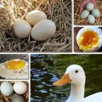 تخم اردک رسمی، تخم مرغابی محلی
