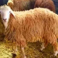 گوسفند شیشک‌ نزاییده‌ بره نر کوهی با ذبح اسلامی