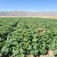 فروش ۸ هکتار زمین کشاورزی با اب