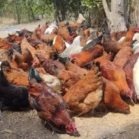 مرغ تخم گذار امسالی