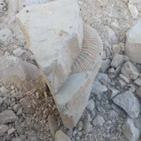 فسیل قدیمی جذاب|کلکسیون اشیاء عتیقه|بلوک, |دیوار