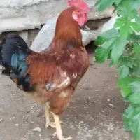 یک عدد  خروس فروشی